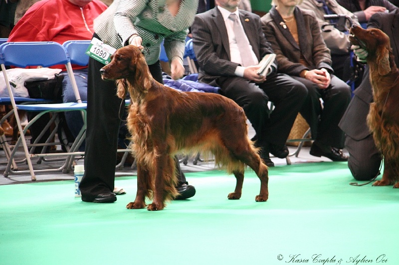 Crufts2011 622.jpg